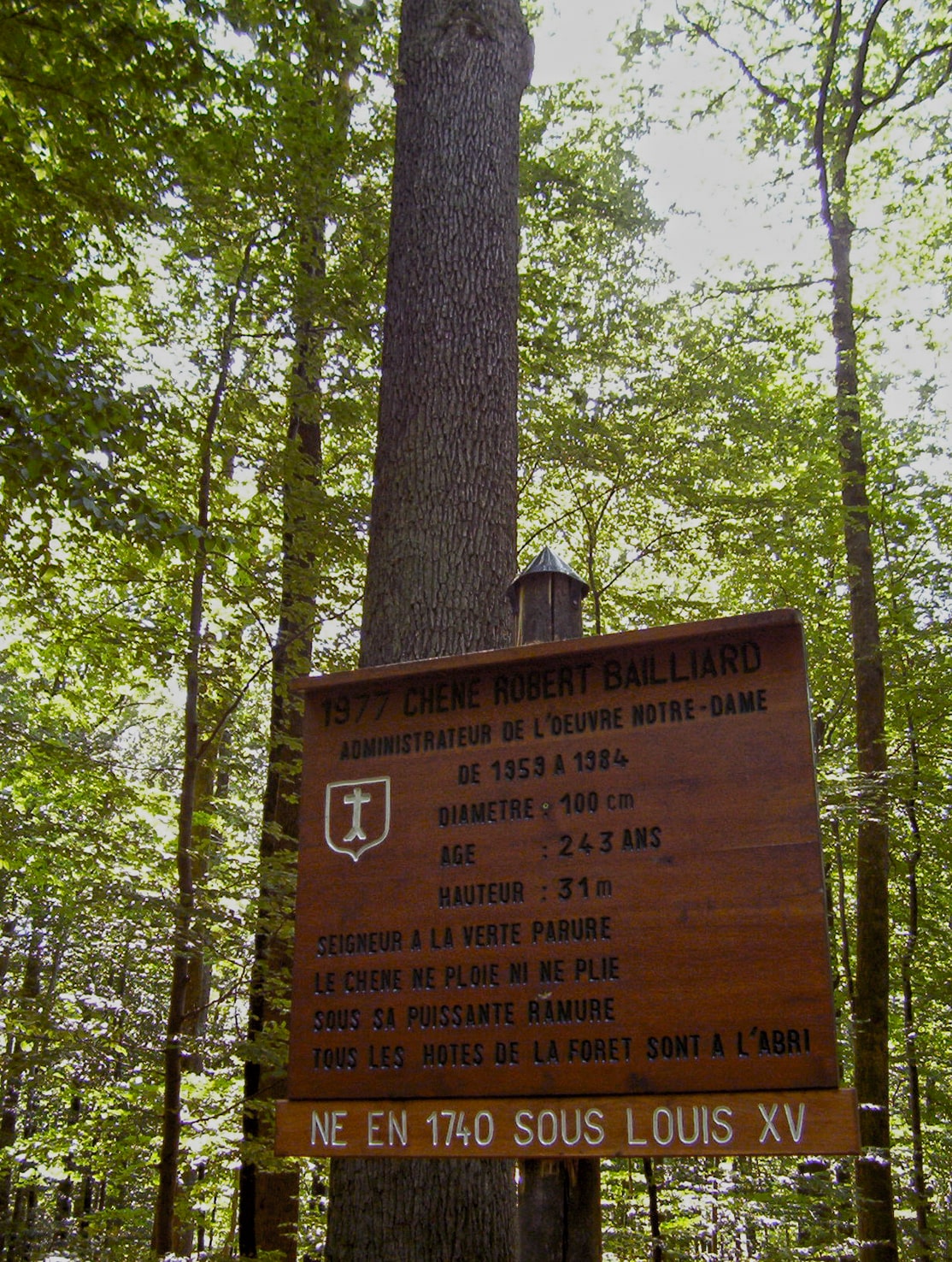 Le chêne Bailliard dans la forêt de l’Elmerforst, crédit F.OND, 2003